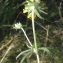  Liliane Roubaudi - Anthyllis vulneraria L. [1753]