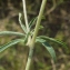  Liliane Roubaudi - Anthyllis vulneraria L. [1753]