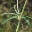  Liliane Roubaudi - Anthyllis vulneraria L. [1753]