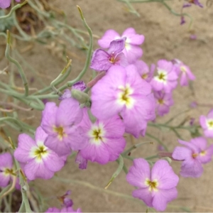 Photographie n°161892 du taxon Matthiola tricuspidata (L.) R.Br. [1812]