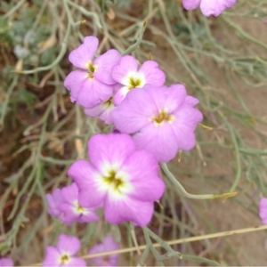 Photographie n°161894 du taxon Matthiola tricuspidata (L.) R.Br. [1812]