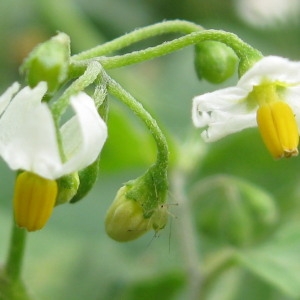 Photographie n°161895 du taxon Solanum nigrum L. [1753]