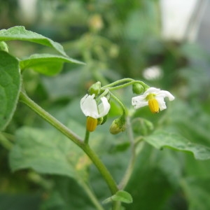 Photographie n°161896 du taxon Solanum nigrum L. [1753]