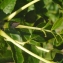  Liliane Roubaudi - Fraxinus excelsior L. [1753]