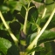  Liliane Roubaudi - Fraxinus excelsior L. [1753]