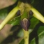  Liliane Roubaudi - Fraxinus excelsior L. [1753]