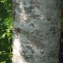  Liliane Roubaudi - Fraxinus excelsior L. [1753]