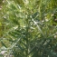  Liliane Roubaudi - Cirsium eriophorum (L.) Scop. [1772]