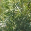  Liliane Roubaudi - Cirsium eriophorum (L.) Scop. [1772]