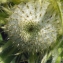  Liliane Roubaudi - Cirsium eriophorum (L.) Scop. [1772]