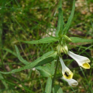 Photographie n°161944 du taxon Melampyrum pratense L. [1753]