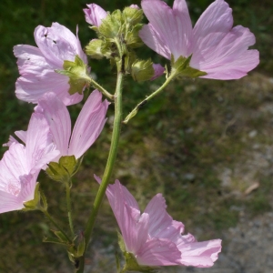 Photographie n°161983 du taxon Malva moschata L. [1753]