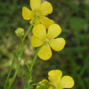 Photographie n°161995 du taxon Ranunculus flammula L. [1753]