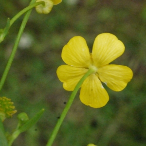 Photographie n°161996 du taxon Ranunculus flammula L. [1753]