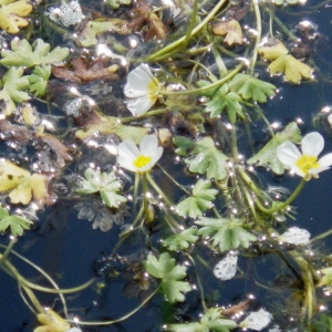 Photographie n°161998 du taxon Ranunculus peltatus Schrank [1789]