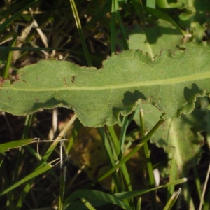 Photographie n°162020 du taxon Rumex crispus L. [1753]