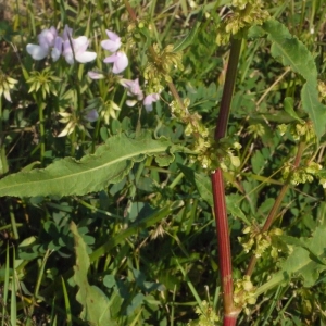 Photographie n°162022 du taxon Rumex crispus L. [1753]