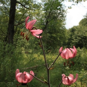 Photographie n°162026 du taxon Lilium martagon L. [1753]