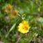  David HAPPE - Geum montanum L. [1753]