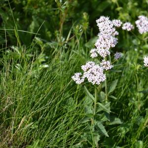 Photographie n°162033 du taxon Valeriana tripteris L.