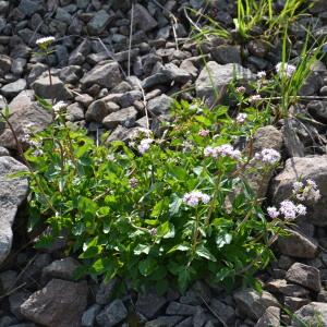 Photographie n°162034 du taxon Valeriana tripteris L.