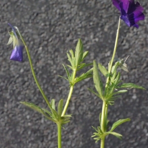 Photographie n°162045 du taxon Viola lutea Huds. [1762]