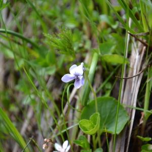  - Viola palustris L. [1753]