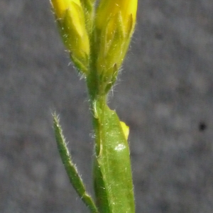 Photographie n°162054 du taxon Genista sagittalis L.