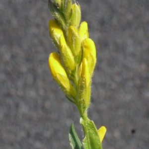 Photographie n°162055 du taxon Genista sagittalis L.