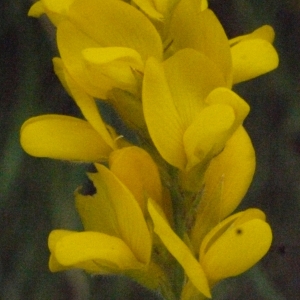 Photographie n°162056 du taxon Genista sagittalis L.