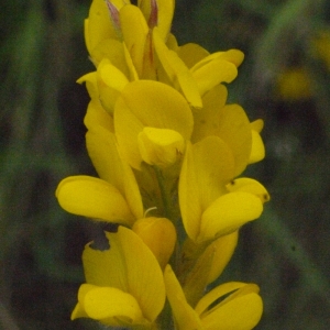 Salzwedelia sagittalis (L.) G.Gaertn., B.Mey. & Scherb. (Genêt à tiges ailées)