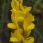  Liliane Roubaudi - Genista sagittalis L.