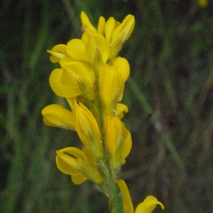 Photographie n°162058 du taxon Genista sagittalis L.