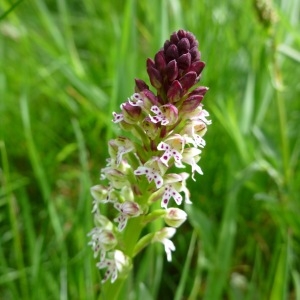 Photographie n°162060 du taxon Orchis ustulata subsp. ustulata