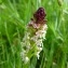  David Mercier - Orchis ustulata subsp. ustulata