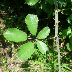 Photographie n°162112 du taxon Rubus ulmifolius Schott [1818]