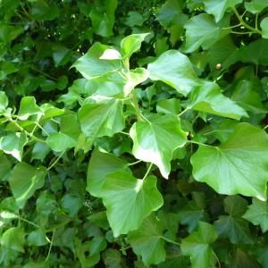  - Hedera hibernica (Kirchn.) Bean [1914]