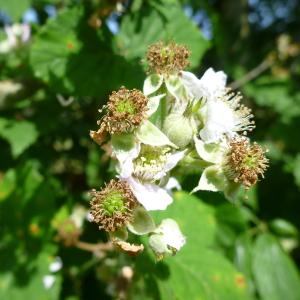 Rubus imbricatus Hort