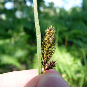 Photographie n°162161 du taxon Carex laevigata Sm. [1800]