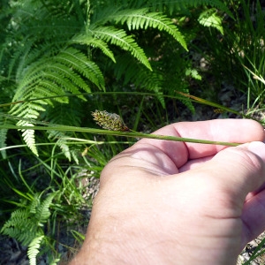 Photographie n°162163 du taxon Carex laevigata Sm. [1800]