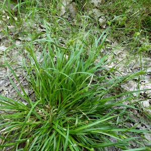 Photographie n°162169 du taxon Carex viridula subsp. oedocarpa (Andersson) B.Schmid [1983]