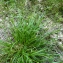  Emmanuel Stratmains - Carex viridula subsp. oedocarpa (Andersson) B.Schmid [1983]