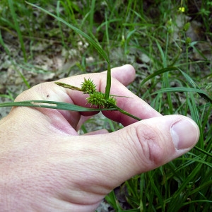 Photographie n°162170 du taxon Carex viridula subsp. oedocarpa (Andersson) B.Schmid [1983]