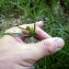  Emmanuel Stratmains - Carex viridula subsp. oedocarpa (Andersson) B.Schmid [1983]