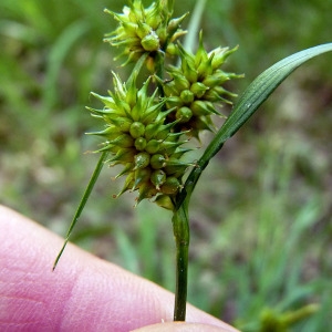 Photographie n°162171 du taxon Carex viridula subsp. oedocarpa (Andersson) B.Schmid [1983]