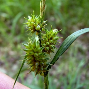 Photographie n°162172 du taxon Carex viridula subsp. oedocarpa (Andersson) B.Schmid [1983]