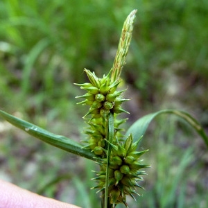 Photographie n°162173 du taxon Carex viridula subsp. oedocarpa (Andersson) B.Schmid [1983]