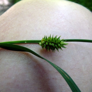 Photographie n°162174 du taxon Carex viridula subsp. oedocarpa (Andersson) B.Schmid [1983]