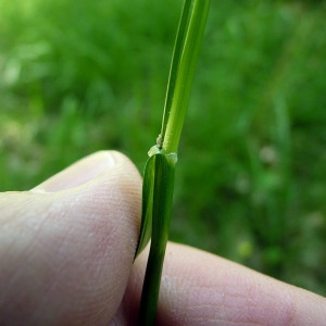 Carex flava subsp. demissa (Vahl ex Hartm.) O.Bolòs & Vigo (Laiche à tiges basses)