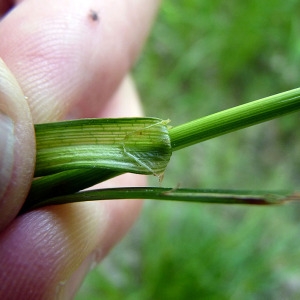  - Carex viridula subsp. oedocarpa (Andersson) B.Schmid [1983]